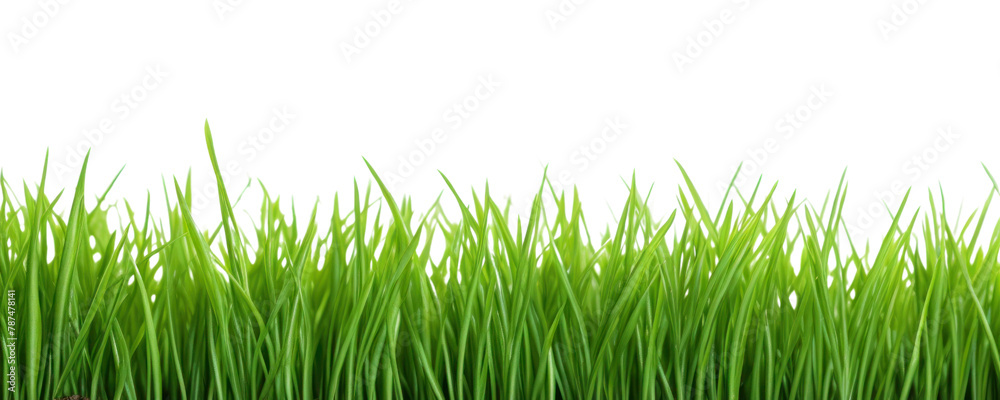 PNG Grass plant green lawn PNG Grass plant green lawn