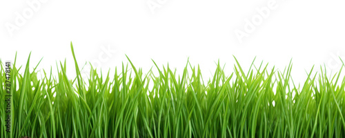 PNG Grass plant green lawn