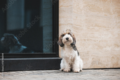 Schilderij op canvas portrait of Petit Basset Griffon Vandeen dog