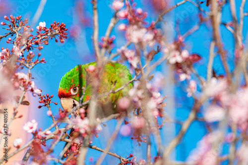 butterfly on the branch