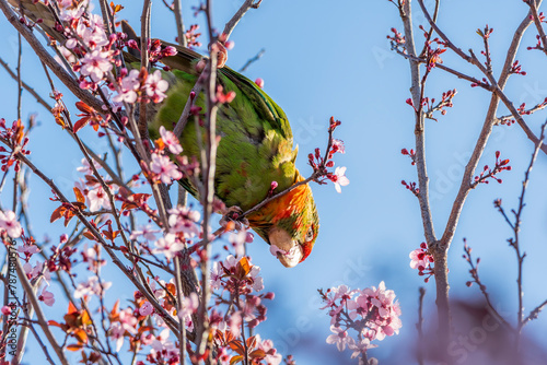 red leaves in the sky