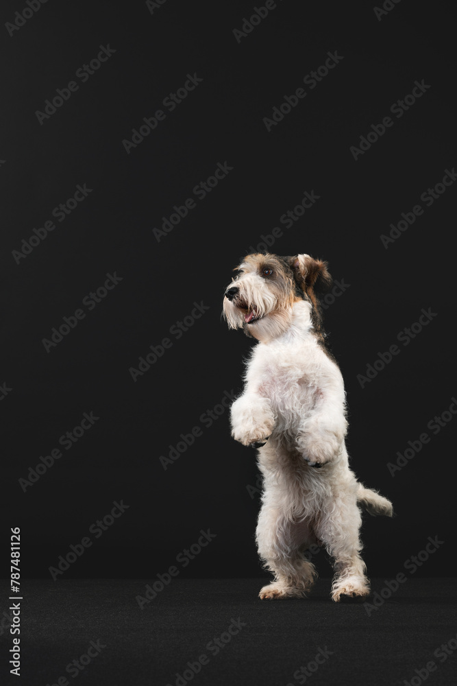 Petit Basset Griffon Vandeven dog on a black background playing Petit Basset Griffon Vandeven dog on a black background playing
