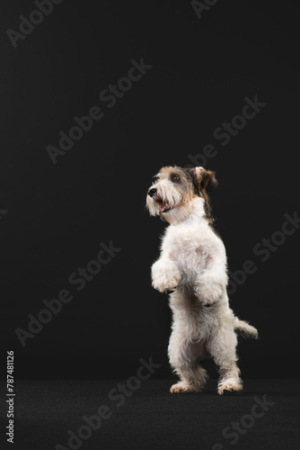 Petit Basset Griffon Vandeven dog on a black background playing © Maria