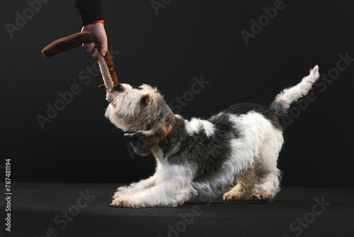 Petit Basset Griffon Vandeven dog on a black background playing photo