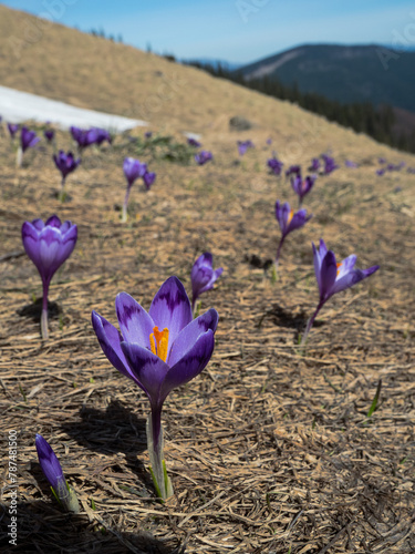 first spring flowers crocuses against the background of mountains