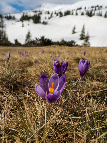first spring flowers crocuses against the background of mountains