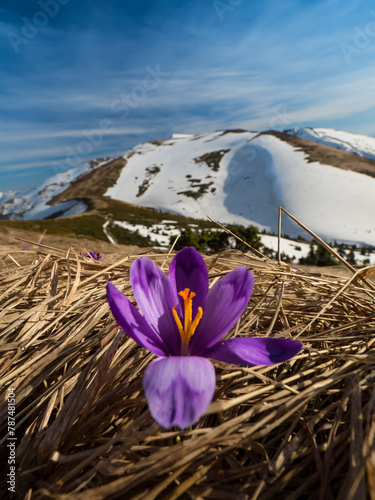 first spring flowers crocuses against the background of mountains