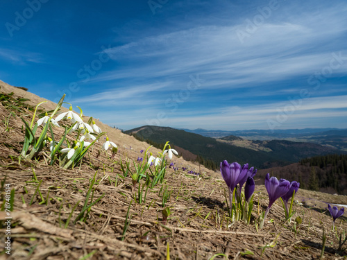 first spring flowers crocuses against the background of mountains