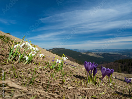first spring flowers crocuses against the background of mountains