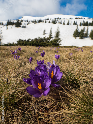 first spring flowers crocuses against the background of mountains