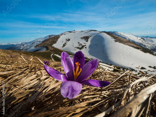first spring flowers crocuses against the background of mountains