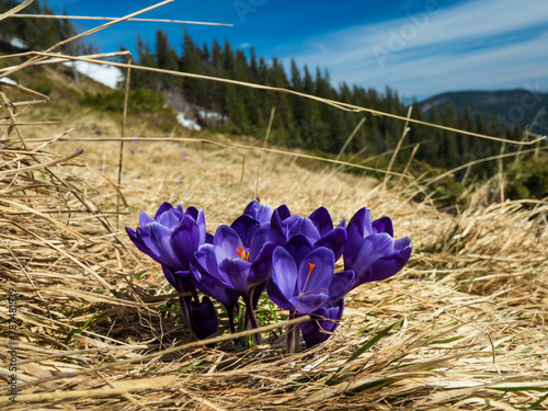 first spring flowers crocuses against the background of mountains