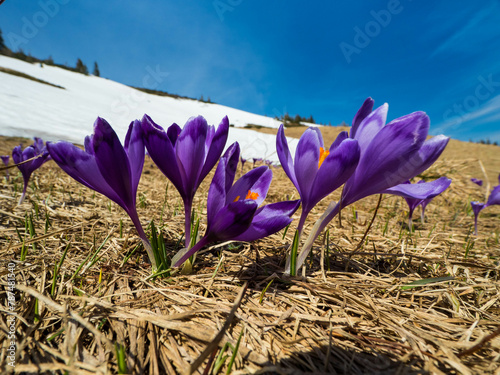 first spring flowers crocuses against the background of mountains