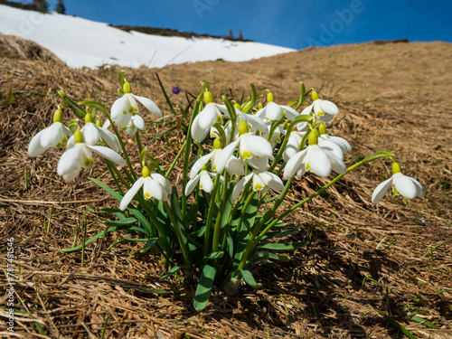first spring flowers crocuses against the background of mountains