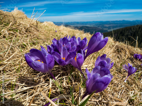 first spring flowers crocuses against the background of mountains