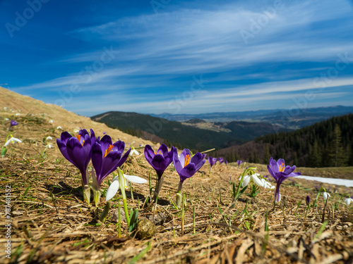 first spring flowers crocuses against the background of mountains