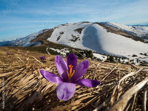 first spring flowers crocuses against the background of mountains