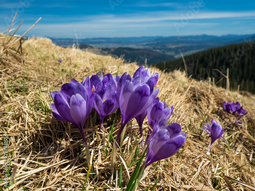 first spring flowers crocuses against the background of mountains