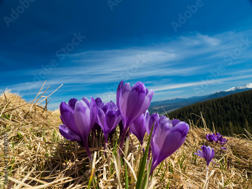 first spring flowers crocuses against the background of mountains
