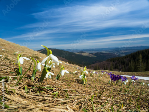OLYfirst spring flowers crocuses against the background of mountains 