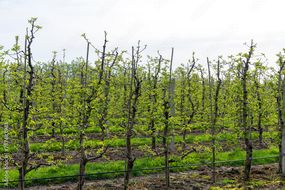 Fototapeta premium apple trees in the orchard in cloudy weather