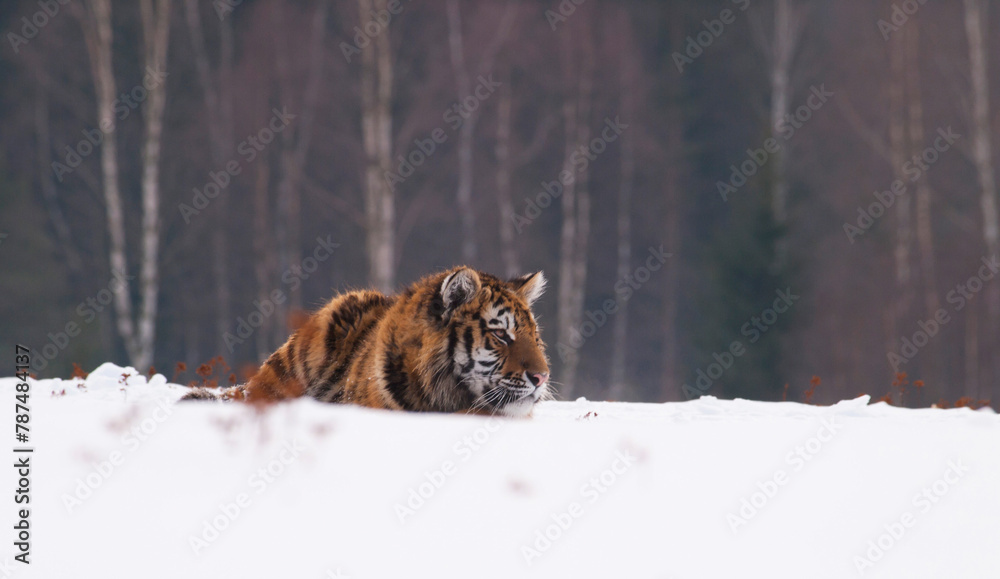 Siberian tiger, Panthera tigris altaica in a taiga filled with snow, Animal relax on snow