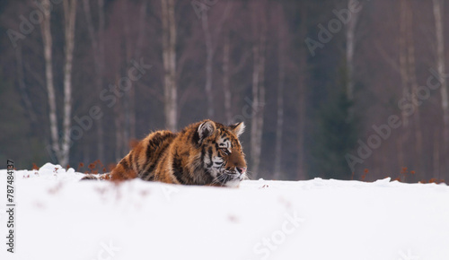 Siberian tiger, Panthera tigris altaica in a taiga filled with snow, Animal relax on snow
