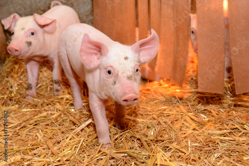 Young bio pigs - cute piglets