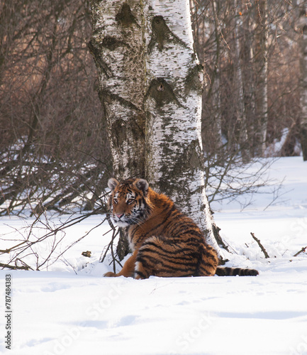 Siberian tiger, Panthera tigris altaica in a taiga filled with snow, Animal relax on snow