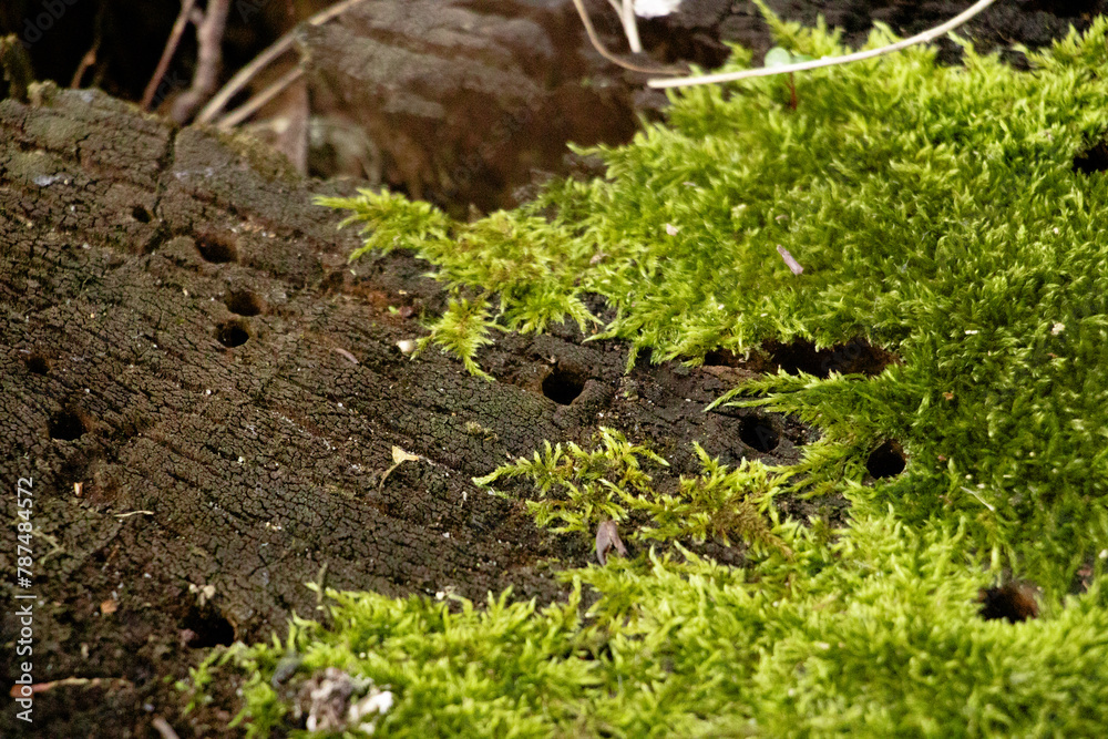 Fototapeta premium stump with moss in the forest