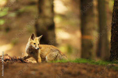 Young red fox seeking for prey in forest - Vulpes vulpes