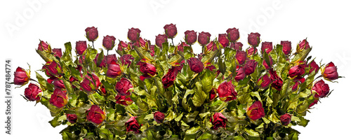 Dried bouquet of red roses in row  isolated
