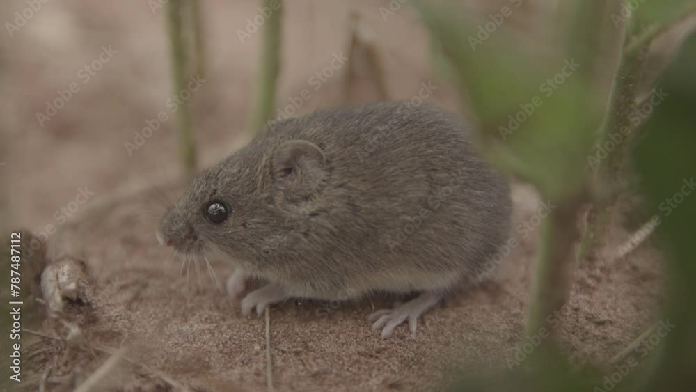 Close up of mouse in the ground Close up of mouse in the ground