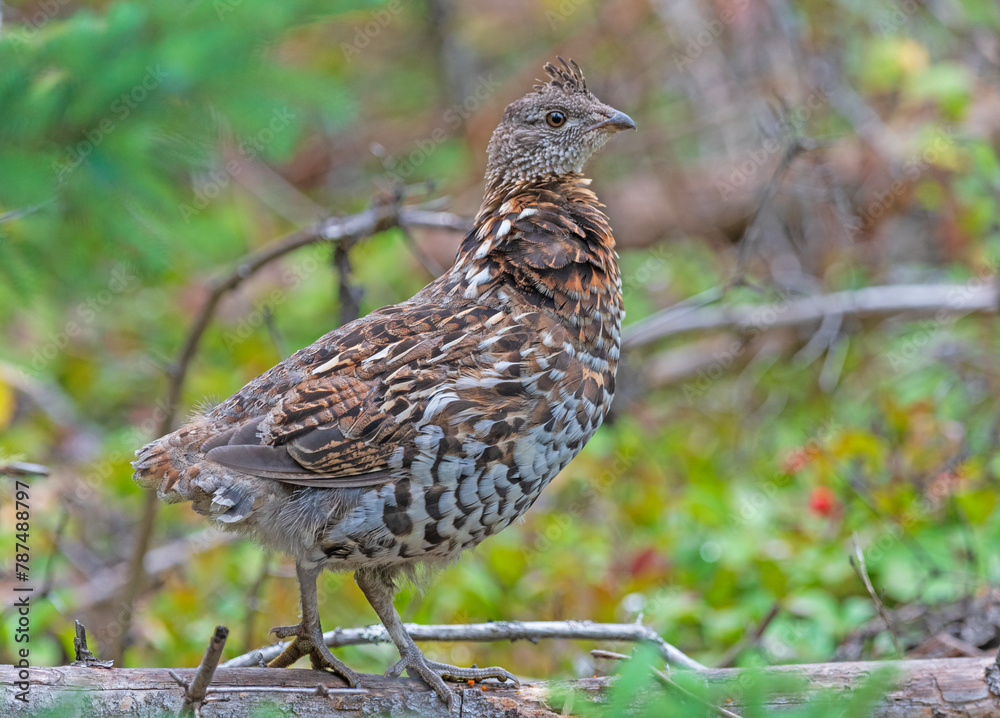 Ruffed Grouse in the Great North Woods Ruffed Grouse in the Great North Woods