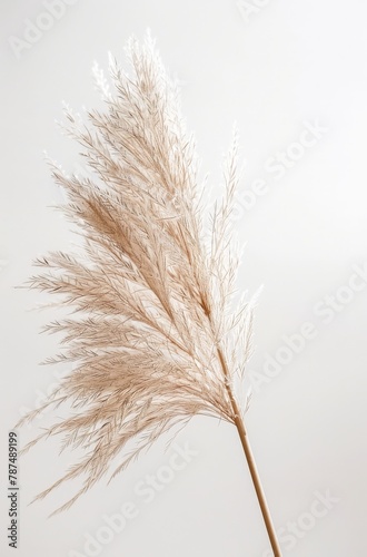 Tall White Plant With Long Brown Stems