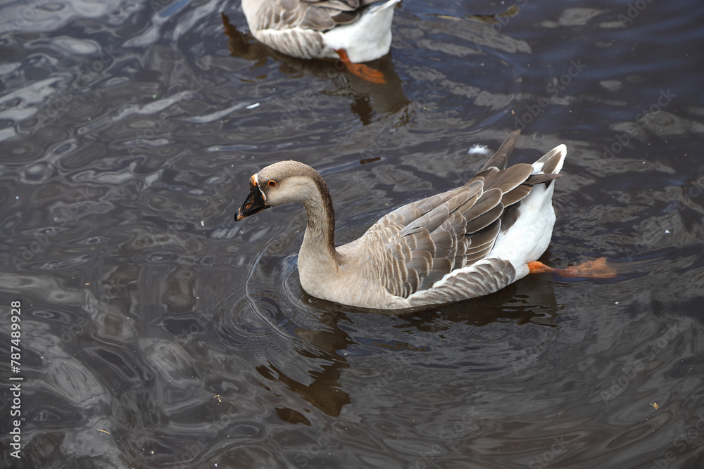 Obraz premium Chinese geese swimming in pond. domestic bird Farm animal. Beautiful brown and white goose swimming free in lagoon.