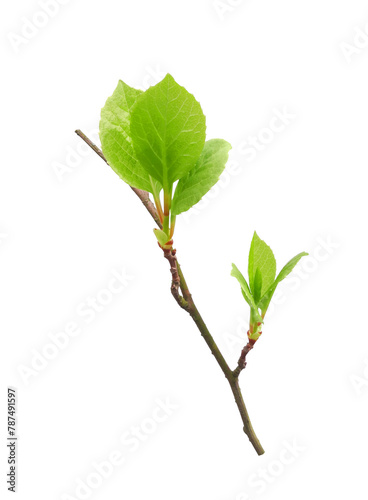 Schisandra young twig with leaves isolated on white background. Berry shrub of Chinese herbal medicine.