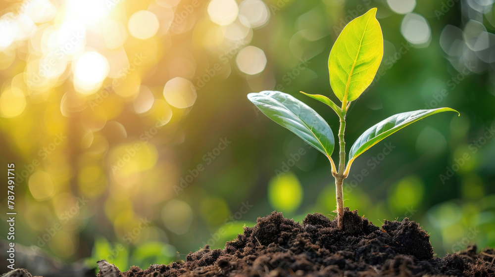 A small green plant emerging from the earth, showing signs of growth and life A small green plant emerging from the earth, showing signs of growth and life