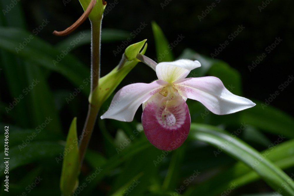 フラグミペディウム