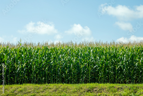a large field of green corn and a blue sky