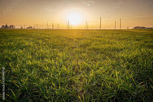 Wide angle backlight at sunset in a wheat field in the Po Valley, many electric poles for energy distribution in the countryside. Province of Bologna, Italy
