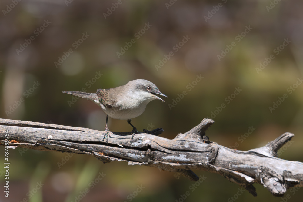 Obraz premium Whitethroat bird perched on a thistle branch. Plain green background. 