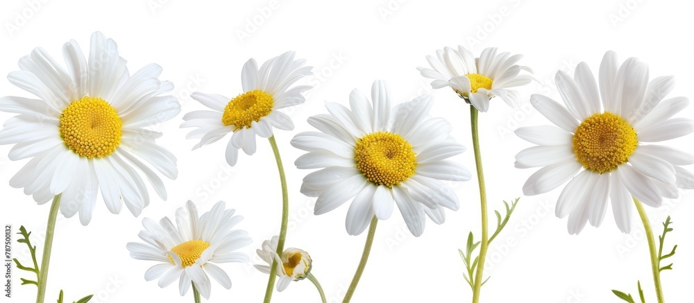 Flawless daisies of the spring season, separated on a white background with a clipping path.