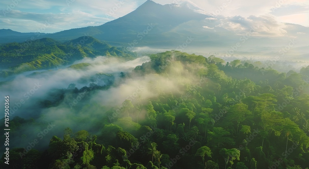 Aerial View of Forest With Mountain Background
