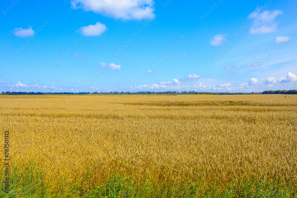 blue sky and yellow field
