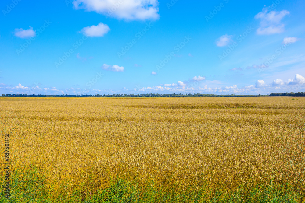 blue sky and yellow field blue sky and yellow field