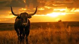 bull in sunset