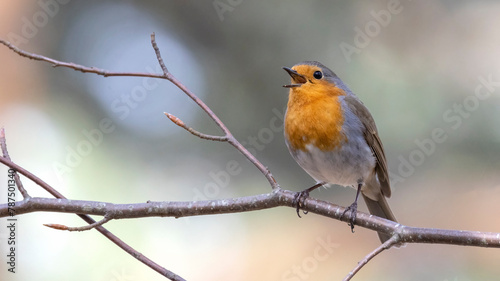 Robin benched on a tree. © Mehmet