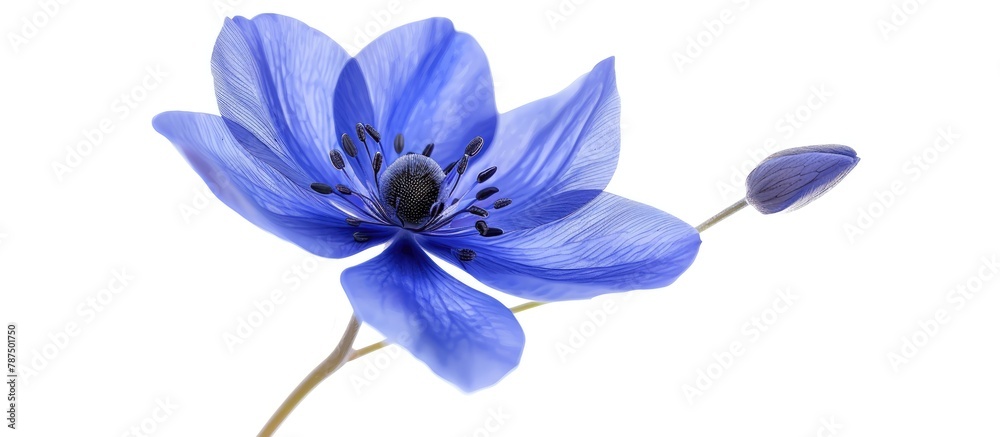 Blue flower separated from the white backdrop Blue flower separated from the white backdrop