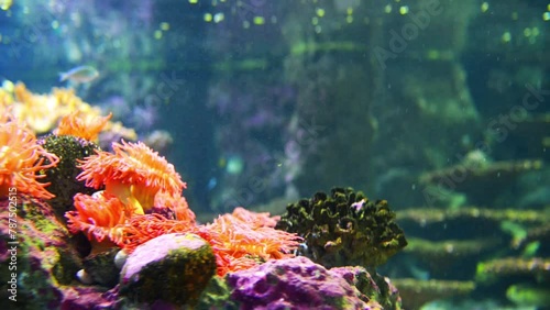 Sea anemones predatory of order Actiniaria photo